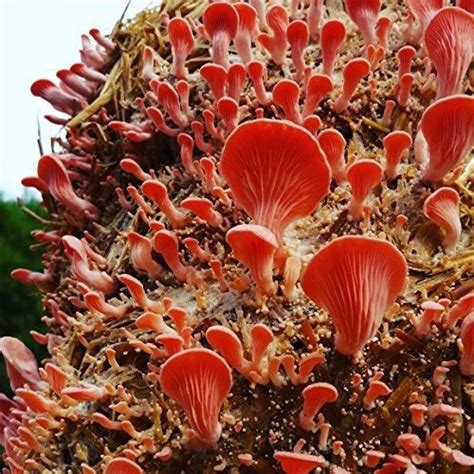 Pink Oyster Mushroom Spawn at Rs 100/kilogram | Oyster Mushroom Spawn in Chennai | ID: 16920999348