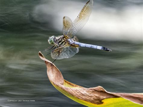 Observing Nature - Small Sensor Photography by Thomas Stirr