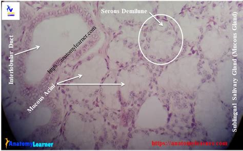 Sublingual Gland Histology Labeled