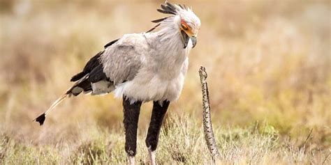 Birds Of Africa: 25 Stunning Birds To Spot On Safari ️