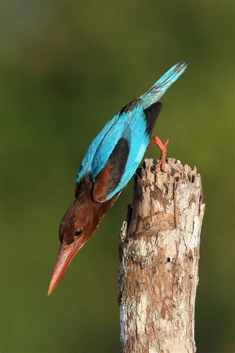 White-throated Kingfishers nesting behavior