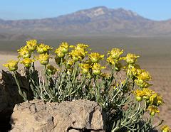 Mojave Desert - Wikipedia