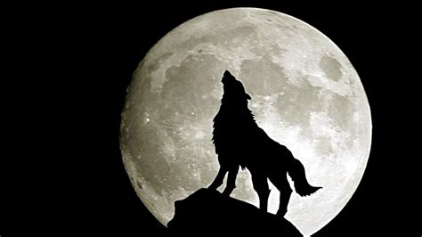 Abstract Wolf Wallpaper - WallpaperSafari