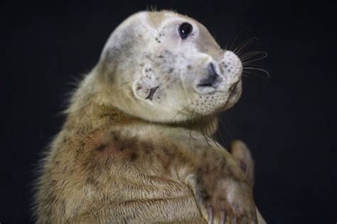 35 baby seals were rescued, and their amazing names are getting a ton of attention. - Upworthy