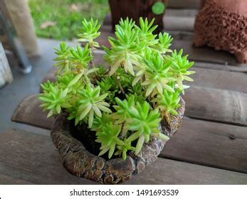 283,598 Thai Green Plant Leaf Natural Images, Stock Photos & Vectors ...