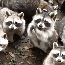 Raccoon GIFs | GIFDB.com