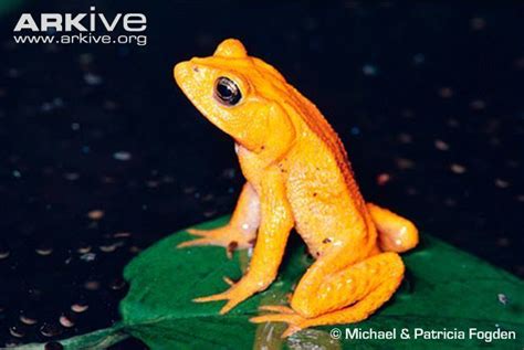 Golden toad - Alchetron, The Free Social Encyclopedia