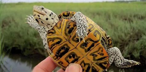 Diamondback Terrapin Care Sheet | Reptiles' Cove