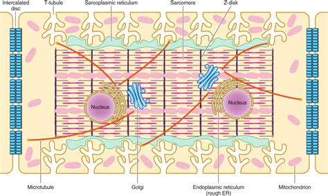 Cardiac T-Tubule Microanatomy and Function | Physiological Reviews