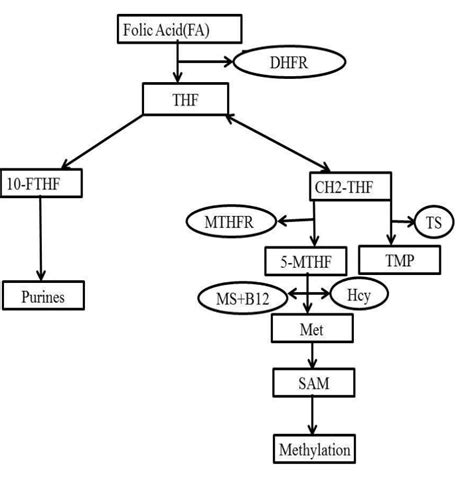 Folic acid metabolism and its role in biosynthesis of purines,thymine ...