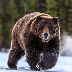 Explore Rare Species Of Animals In Boreal Forest – Unique Nature Habitats