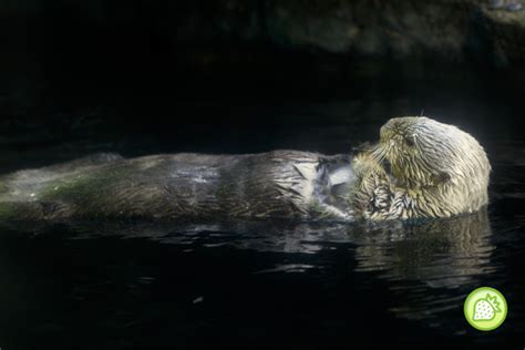 OSAKA AQUARIUM @ OSAKA | Malaysian Foodie