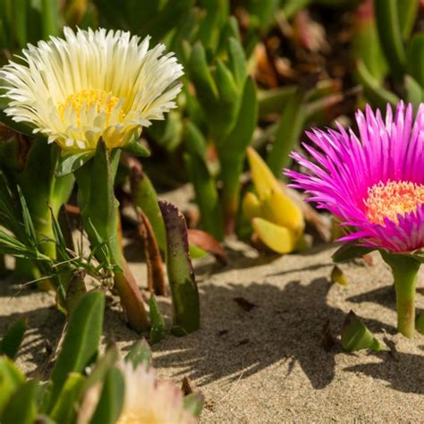 Hottentot-Fig, Ice Plant Seeds (Carpobrotus edulis) - Price €1.85