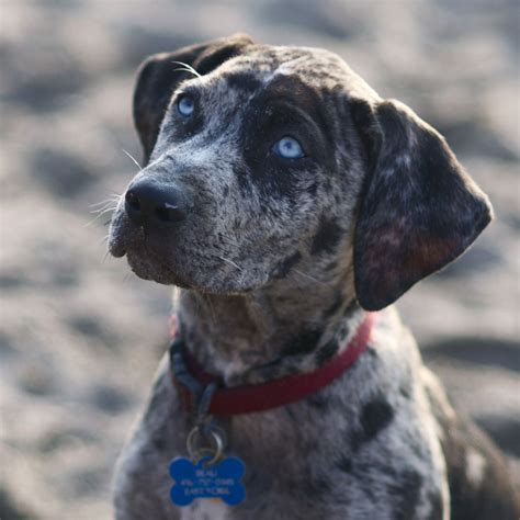 Catahoula Cur Breed Guide - Learn about the Catahoula Cur.