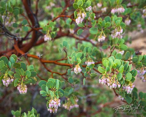 Manzanita Flowers | San Gabriel Mountains, CA | Art in Nature Photography