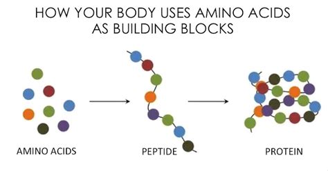 Amino Acids and Proteins: All You Need To Know About Best Protein