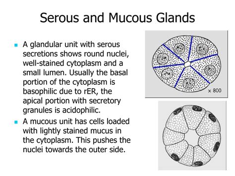 PPT - Introduction to Histology Tissues of the Body Epithelial Tissue ...