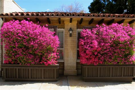 Bougainvillea Trellis Wall