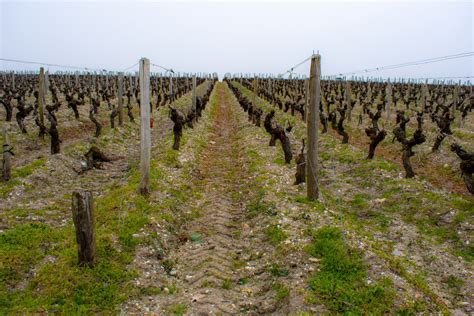 Interesting Facts about Médoc in Bordeaux region | Winetourism.com