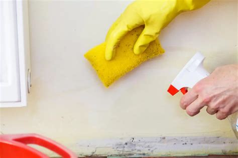 Mold Cleaning- 5 Safety Tips for All Homeowners - robo-cleaner