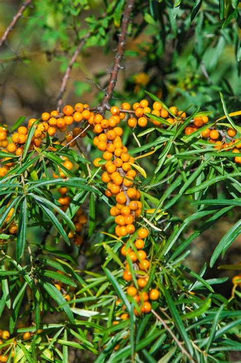 Sea-buckthorn on the Tree. Sea Buckthorn Plants are Incredibly I Stock Photo - Image of autumn ...