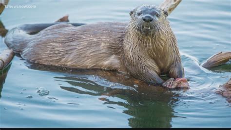 Aggressive river otter attacks visitors at park in Williamsburg ...