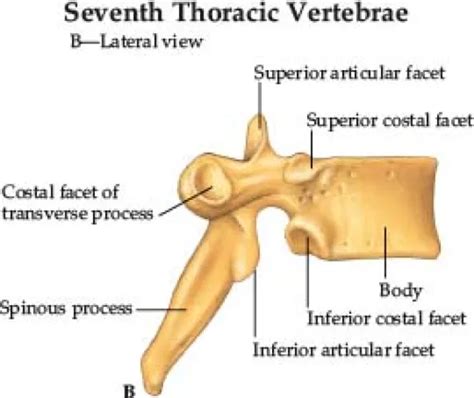 Thoracic, Lumbar, and Sacrum Flashcards | Quizlet