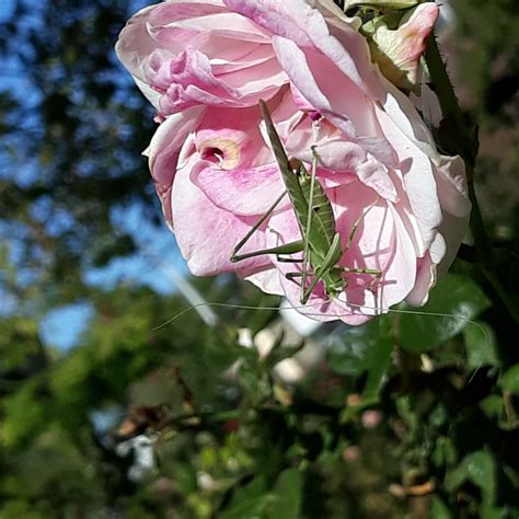 katydid – Growing With Science Blog