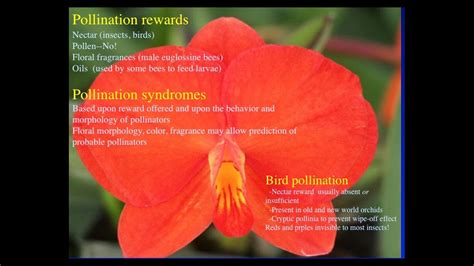 Tom Mirenda Science Video Presentation: Mysteries of Orchid Pollination