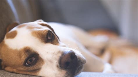 Hypoglycemia in Dogs | PetMD