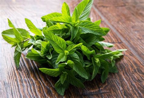 5 Health benefits of Mint Herb everyone must know