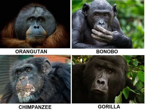 Ape Vs Monkey Differences And Comparison » Differencess