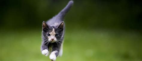 7 Amazing Cat Tricks - Care.com Resources