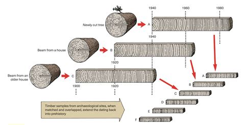 The Importance of Tree-Ring Dating in Archeology | Real Archaeology