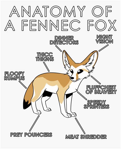 Fennec Fox Png, Transparent Png , Transparent Png Image - PNGitem