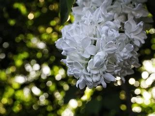 20180519-193206 Spring Garden Bokeh - Tarbek | Spring Garden… | Flickr