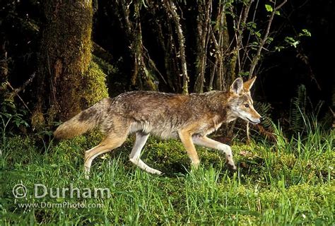 wild coyote at night | Flickr - Photo Sharing!