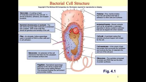 Bacterial Cell Parts And Their Functions | Reviewmotors.co