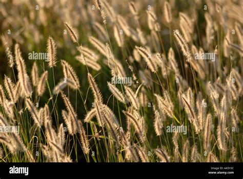 Foxtail Blue Buffel Grass cenchrus ciliaris Stock Photo - Alamy