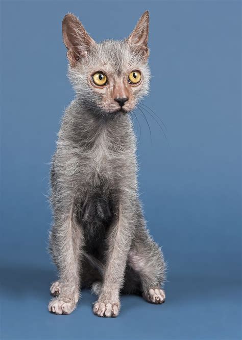 Werewolf Cat - Your Guide To The Fascinating Lykoi Cat Breed | Lykoi cat, Werewolf cat, Cat breeds