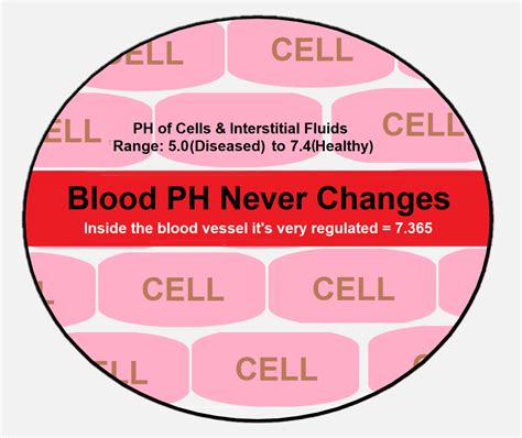 How To Check Blood Ph - Tomorrowfall9