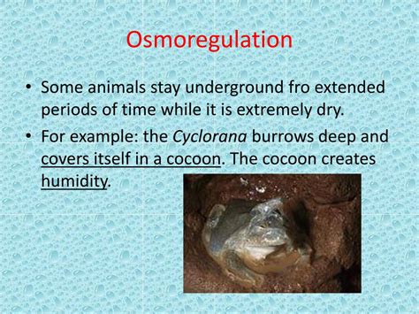 PPT - Osmoregulation PowerPoint Presentation, free download - ID:5613134