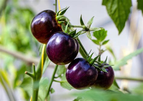 Genetically Modified Purple Tomato Approved - vrogue.co