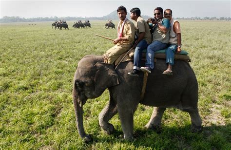 Assam wallpapers | Pobitora Wildlife Sanctuary | Elephant safari in ...