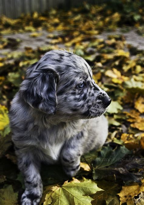 Puppy by KittyKitty-BangBang on deviantART | Puppies, Dog breeds, Beautiful dogs