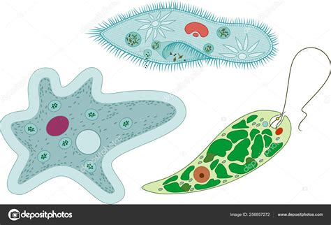 Set Unicellular Organisms Protozoa Paramecium Caudatum Amoeba Proteus Euglena Viridis — Stock ...