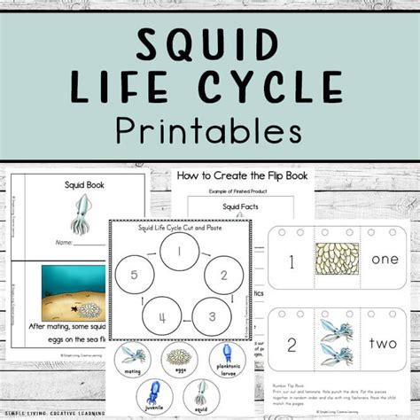 Life Cycle Of Squid