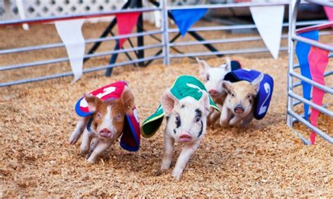 Red Lodge Montana - And They're Off! The Bearcreek Pig Races - AllTrips