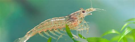 The shocking practice that shows prawn farming is as cruel as factory farming | Animals Australia