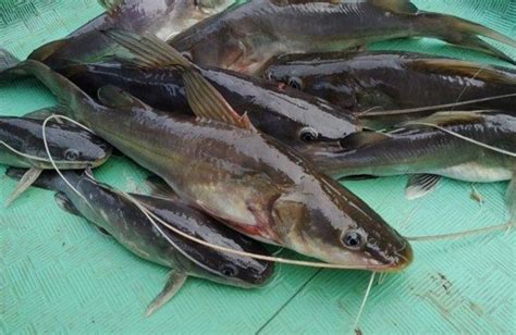 Ikan Baung, Kerabat Ikan Lele yang Juga Bisa Hasilkan Cuan, Ini Cara ...